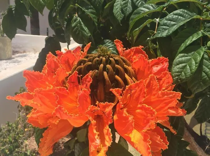 Vakantiehuis Brisas Complex, 104 Playa Blanca (Lanzarote)
